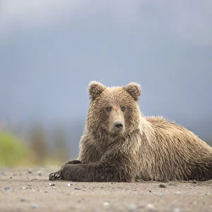 Grizzly Bears (Ursus arctos) resting, Lake Clarke National Park, Alaska, September