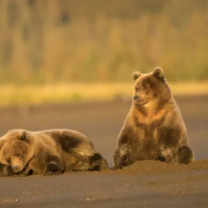 Grizzly Bears (Ursus arctos) resting, Lake Clarke National Park, Alaska, September