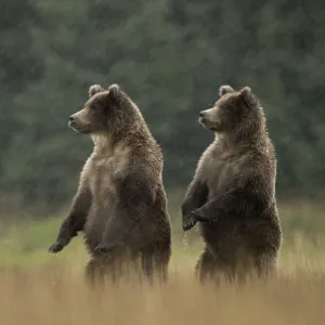 Grizzly Bears (Ursus arctos) standing in heavy rain, Lake Clarke National Park, Alaska