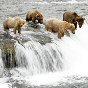Five Grizzly bears standing at waterfall Print Five Grizzly bears standing at waterfall Print