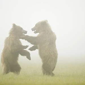 Grizzly cubs (Ursus arctos) two play fighting in the mist, near Brooks Falls in Katmai