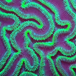 Grooved brain coral (Diploria labyrinthiformis) at night with polyps extended to feed, Grand Cayman, Cayman Islands, British West Indies. Caribbean Sea