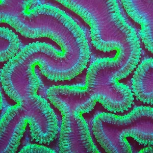 La corail cérébral à rainures (Diploria labyrinthiformis) la nuit avec les polypes étendus pour se nourrir, Grand Cayman, Îles Caïmans, Petites Antilles britanniques. Mer des Caraïbes. La corail cérébral à rainures (Diploria labyrinthiformis) la nuit avec les polypes étendus pour se nourrir, Grand Cayman, Îles Caïmans, Petites Antilles britanniques. Mer des Caraïbes.
