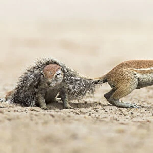 Ground squirrels (Xerus inauris ) one with its tail over the back of another, Kgalagadi