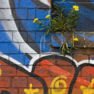 Groundsel {Senecio sp} growing out of brick wall covered in colourful graffiti, Bristol Groundsel {Senecio sp} growing out of brick wall covered in colourful graffiti, Bristol