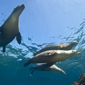 A group of adult female California sealions (Zalophus californianus) bask in the sun at the surface A group of adult female California sealions (Zalophus californianus) bask in the sun at the surface