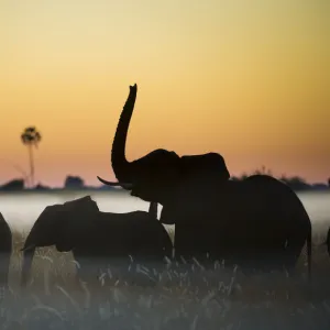 Group of African elephants (Loxodonta africana) silhouetted at sunrise, Okavango Delta, Botswana