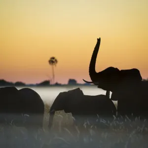 African Elephants Print at Sunrise, Okavango Delta African Elephants Print at Sunrise, Okavango Delta