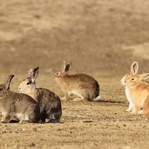 Group of alert adult rabbits, Okunoshima Rabbit island, Takehara, Hiroshima