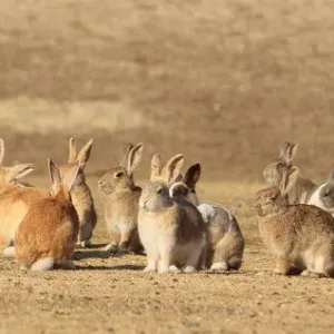 Gruppe von aufmerksamen Erwachsenenkaninchen, Insel der Rabbits Okunoshima, Takehara in der Stadt Hiroshima