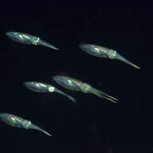 Grupo de calamares de arrecife con aletas grandes (Sepioteuthis lessoniana) nadando por la noche, Indonesia. Grupo de calamares de arrecife con aletas grandes (Sepioteuthis lessoniana) nadando por la noche, Indonesia.