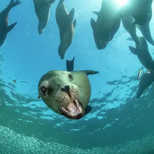 California Sea Lions Print California Sea Lions Print