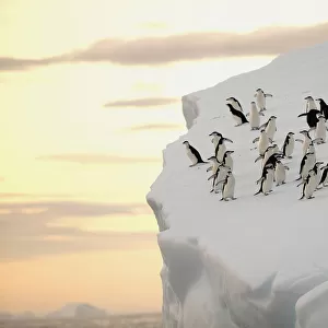 A group of chinstrap penguins (Pygoscelis antarctica) on the edge of an iceberg off