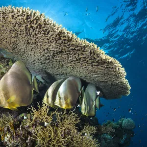 Group of Circular spadefish (Platax orbicularis) gather at a cleaning station beneath a