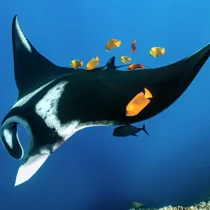 Clarion angelfish cleaning an Oceanic manta ray Print Clarion angelfish cleaning an Oceanic manta ray Print