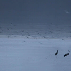 Group of Demoiselle cranes (Anthropoides virgo) resting at the edge of a a salt lake
