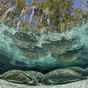 Florida Manatees Sleeping at Three Sisters Spring Print Florida Manatees Sleeping at Three Sisters Spring Print