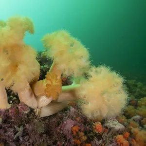 A group of frilled anemones (Metridium senile) off Bonaventure Island in the Gulf