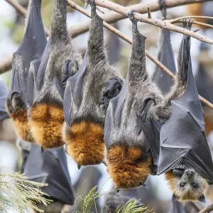 Group of Grey-headed flying fox (Pteropus poliocephalus) roosting, Toowoomba, Queensland, Australia Group of Grey-headed flying fox (Pteropus poliocephalus) roosting, Toowoomba, Queensland, Australia