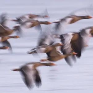 Group of Greylag geese (Anser anser) flying in the half light before dawn, Snettisham RSPB reserve