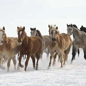 A group of Haflinger, Pure Arab, Shagya Arab and East Bulgarian fillies and mares running in snow