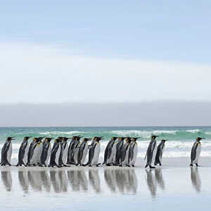 Group of King penguins {Aptenodytes patagonicus} walking in line along beach, Falkland