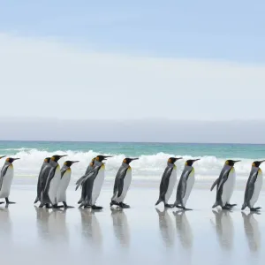 Group of King penguins {Aptenodytes patagonicus} profile walking in line along beach Group of King penguins {Aptenodytes patagonicus} profile walking in line along beach