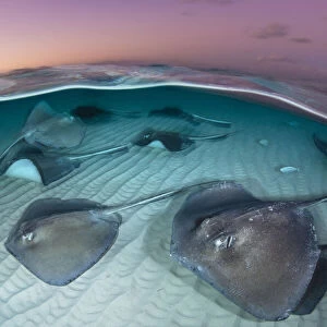A group of large stingrays (Dasyatis americana) swim over sand in shallow water