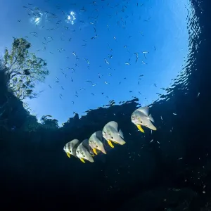 Group of Longfin batfish (Platax teira) beneath the surface, close to an island