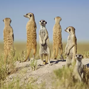 A group of meerkats (Suricata suricatta) or suricates, stand on an old termite mound