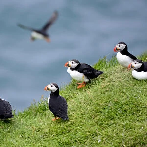 Group pf Puffins (Fratercula arctica) resting on cliffs of Heimaey Island, Westman Islands, Iceland. July