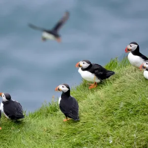 Puffins on Heimaey Island Print Puffins on Heimaey Island Print