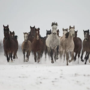A group of Pure Arab, Shagya Arab and East Bulgarian fillies running in snow, Kabiuk National Stud