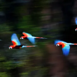 Group of Red-and-Green Macaws or Green-winged Macaws (Ara chloropterus) in flight over forest canopy. Chapada dos Guimaraes, Brazil