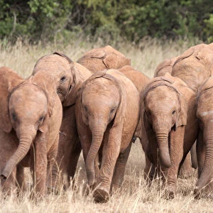 A group of rescued orphan baby Elephants (Loxodonta africana)