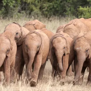 African Elephant Print, Nairobi Nursery Photo African Elephant Print, Nairobi Nursery Photo