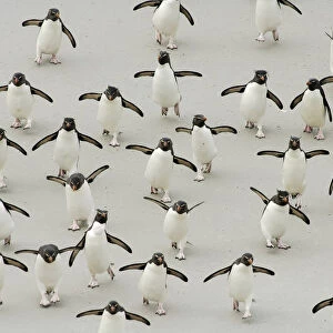 Group of Rockhopper penguins {Eudyptes chrysocome} walking on beach, wings spread