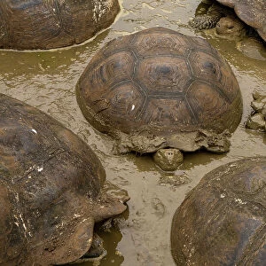 Group of Santa Cruz giant-tortoises (Chelonoidis porteri) wallowing in mud, Santa Cruz Island, Galapagos National Park, Galapagos Islands. Critically endangered