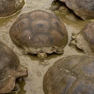 Group of Santa Cruz giant-tortoises (Chelonoidis porteri) wallowing in mud, Santa Cruz Island, Galapagos National Park, Galapagos Islands. Critically endangered Group of Santa Cruz giant-tortoises (Chelonoidis porteri) wallowing in mud, Santa Cruz Island, Galapagos National Park, Galapagos Islands. Critically endangered