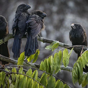A group of Smooth billed ani (Crotophaga ani) at sunrise. Yasuni National Park, Ecuador