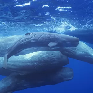 Group of Sperm whales {Physeter macrocephalus} socialising, adults and newborn calf