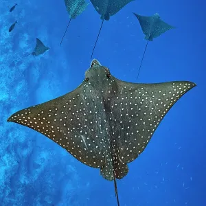 Spotted eagle rays Print, Laamu Atoll, Indian Ocean