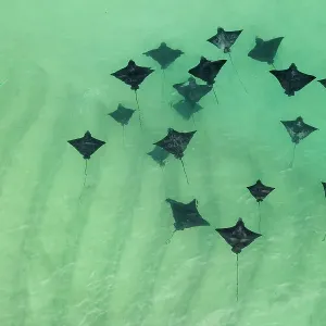 Group of Spotted eagle rays (Aetobatus narinari) swimming in shallow water, Santa Cruz Island, Galapagos National Park, Pacific Ocean. Small repro only Group of Spotted eagle rays (Aetobatus narinari) swimming in shallow water, Santa Cruz Island, Galapagos National Park, Pacific Ocean. Small repro only