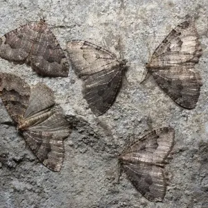 Print of Hibernating Tissue Moths in Limestone Cave, Peak District Print of Hibernating Tissue Moths in Limestone Cave, Peak District