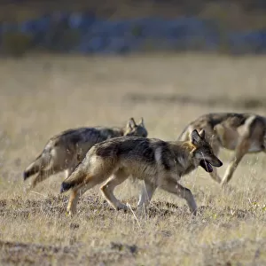 Group of wild Grey wolves {Canis lupus} Denali National Park, Alaska, USA