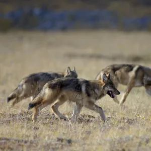 Group of wild Grey wolves {Canis lupus} Denali National Park, Alaska, USA