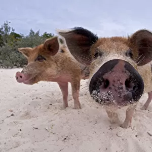 A group of young domestic pigs (Sus domestica) on the beach in the Bahamas. Exuma Cays, Bahamas