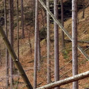 Growing and fallen trees in wood on Stribrne Steny (459m) Hrensko, Ceske Svycarsko Growing and fallen trees in wood on Stribrne Steny (459m) Hrensko, Ceske Svycarsko