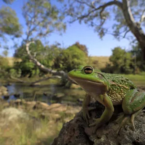 Growling grass frog (Litoria raniformis) basking on rock beside Merri Creek