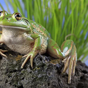 Growling grass frog (Litoria raniformis) female from a farm dam at Donnybrook, Victoria
